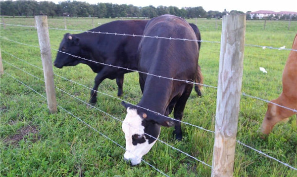breeding fence (5)